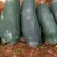 自己家大棚种植的黑皮吊冬瓜6月底上市需要联系