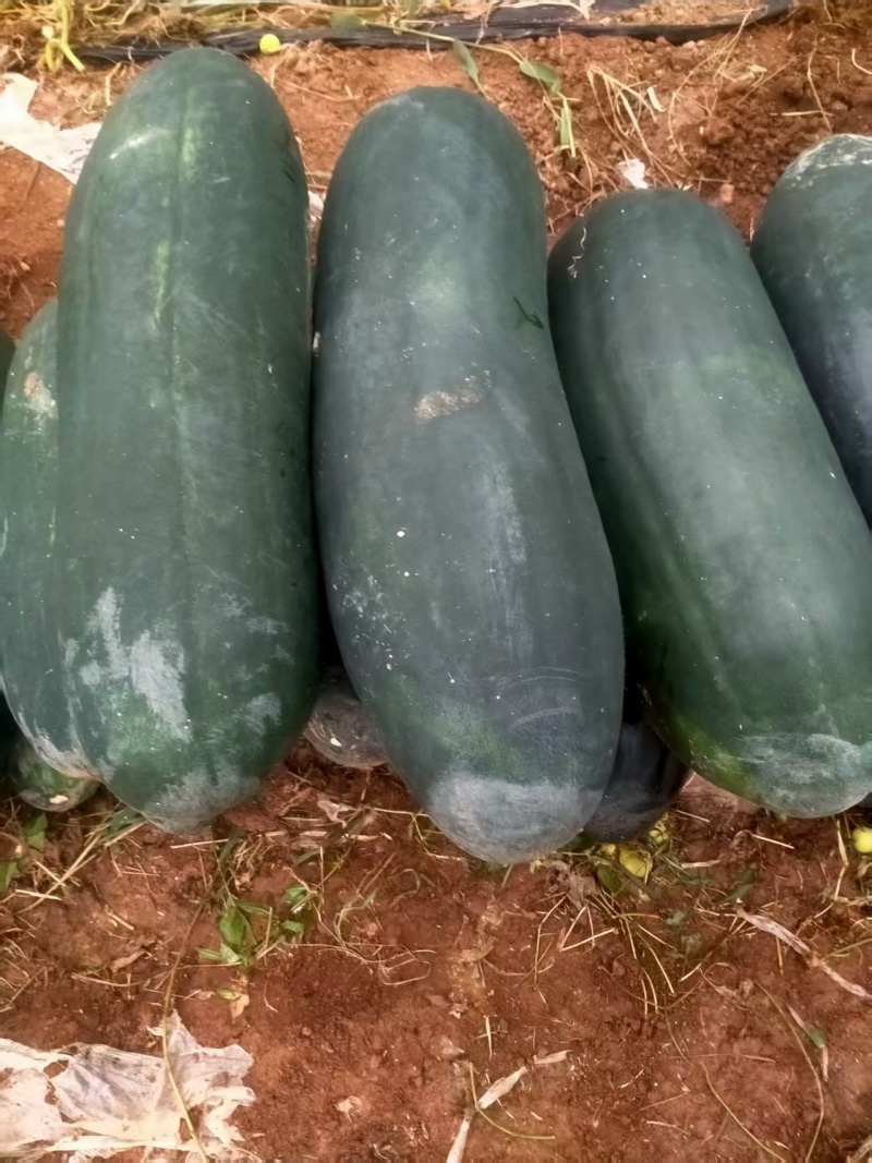 自己家大棚种植的黑皮吊冬瓜6月底上市需要联系