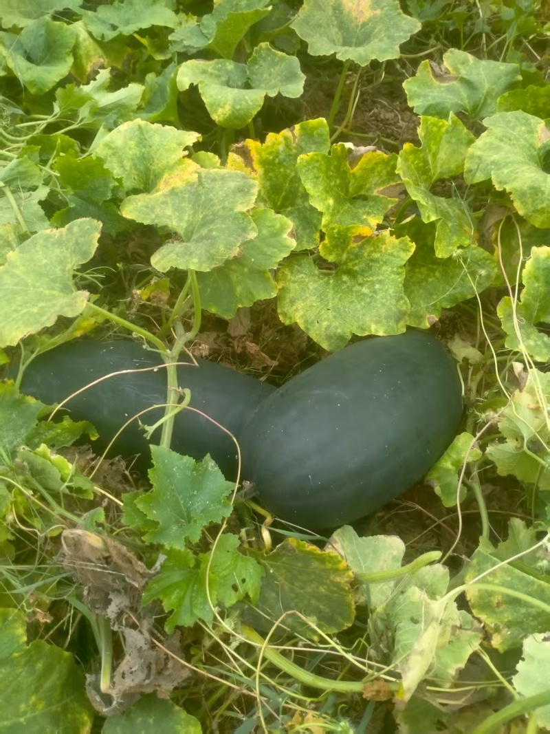 自己家大棚种植的黑皮吊冬瓜6月底上市需要联系