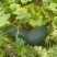 自己家大棚种植的黑皮吊冬瓜6月底上市需要联系