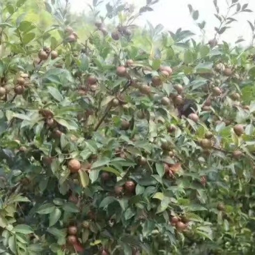 茶籽果，红花茶籽，广西高山茶籽小籽茶果老茶籽