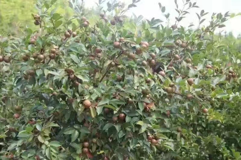 茶籽果，红花茶籽，广西高山茶籽小籽茶果老茶籽