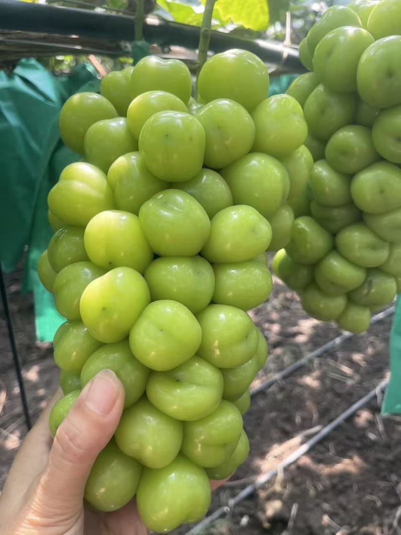 山东精品阳光玫瑰