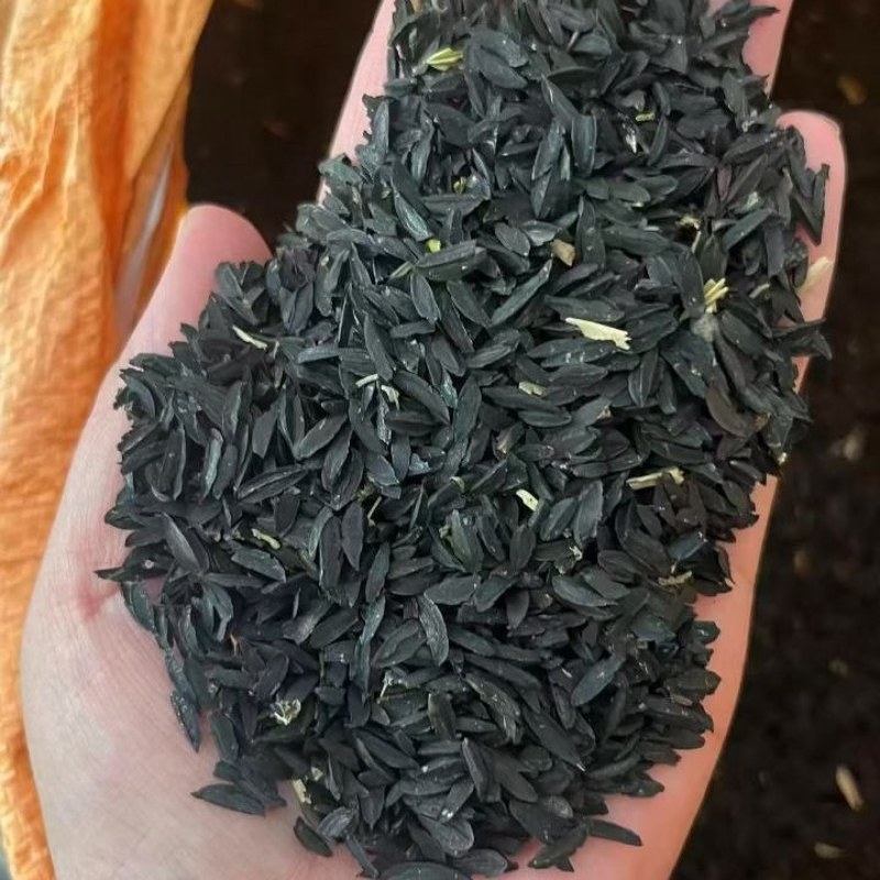 知母籽