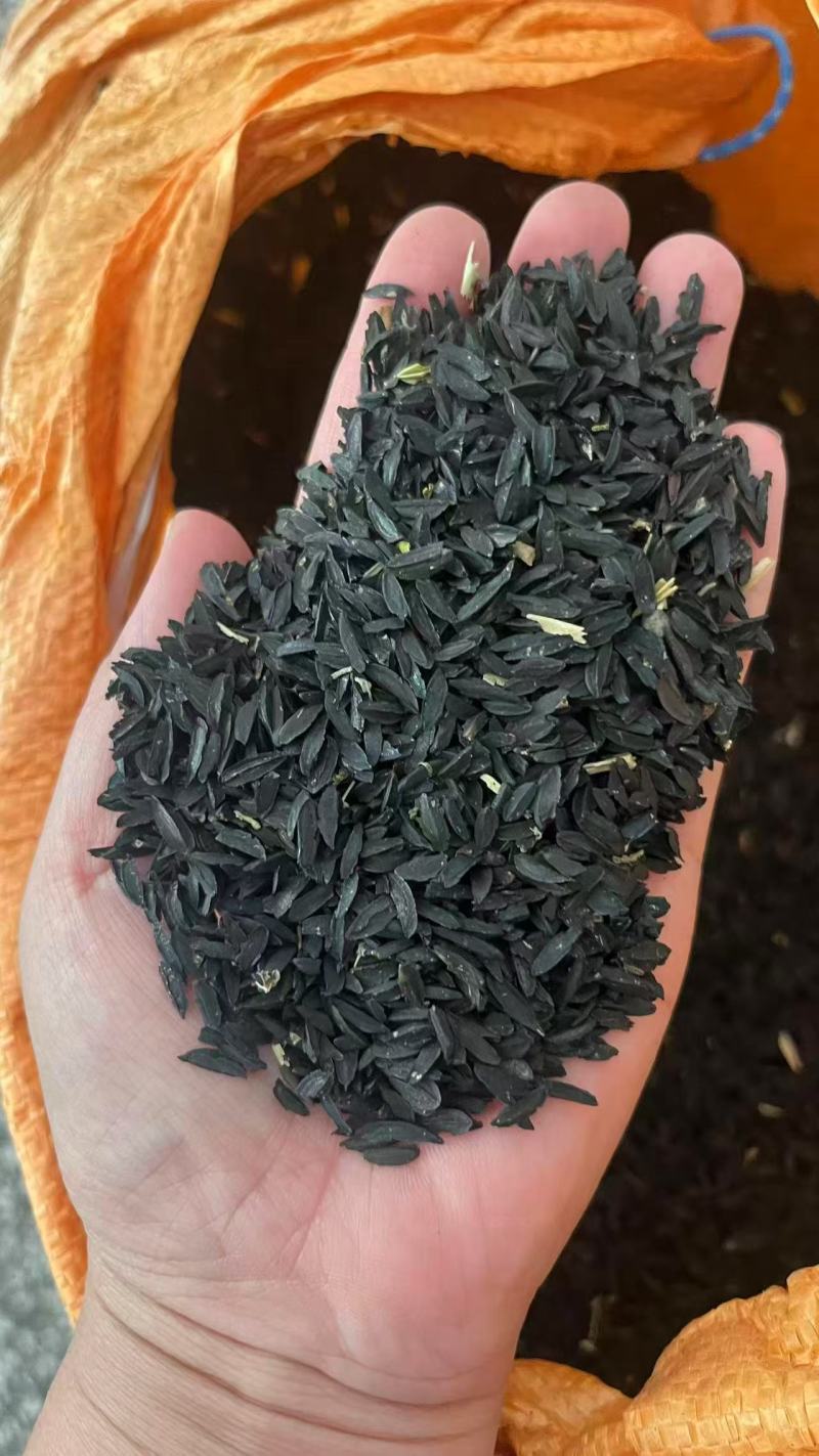 知母籽