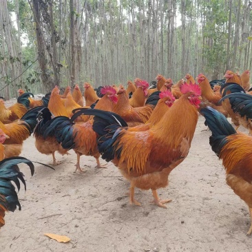 南宁自家散养的土鸡，纯喂玉米杂粮剩饭菜等