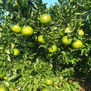蜜橘毛毛钱蜜橘