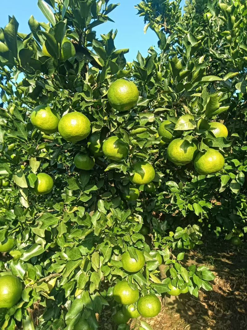 蜜橘毛毛钱蜜橘