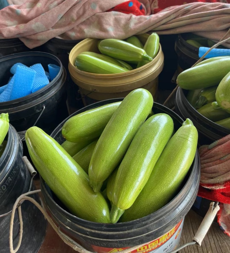 《绿皮西葫芦》辽宁西葫芦/大量批发/现货随装/量大从优