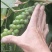 益智种苗