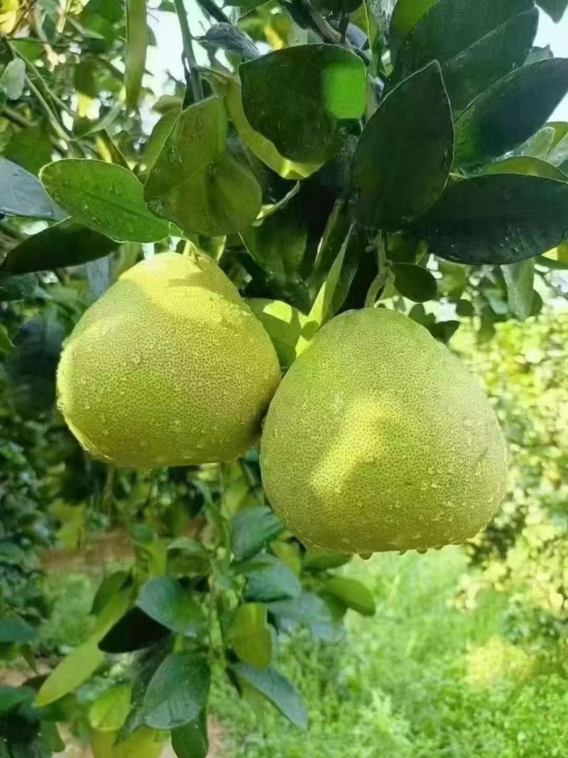 文旦柚