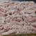 老鸡小胸