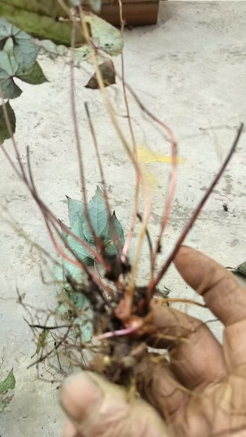 柔毛淫羊藿苗子肓苗，品质保证，基地直发曝发力强，产量高