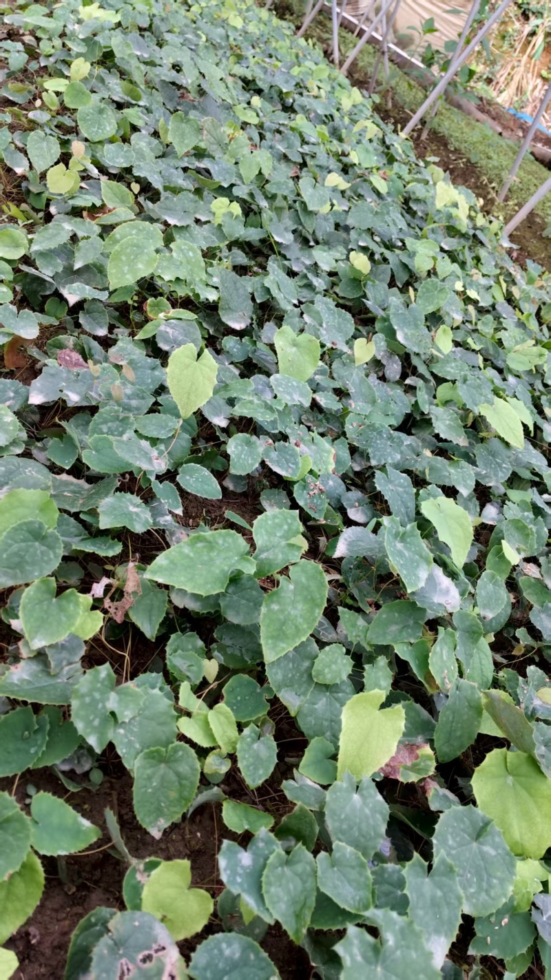 柔毛淫羊藿苗子肓苗，品质保证，基地直发曝发力强，产量高