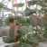 哈密瓜/西州蜜/小蜜