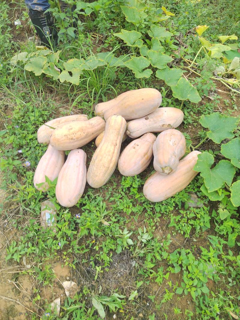 密本南瓜大量现货