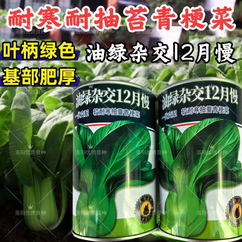 耐寒青菜种子油绿杂交12月慢青梗菜越冬耐抽苔四季上海青菜