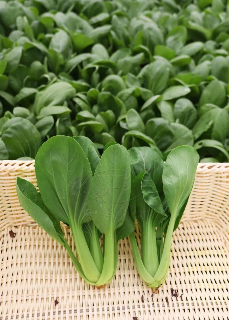 耐寒青菜种子油绿杂交12月慢青梗菜越冬耐抽苔四季上海青菜