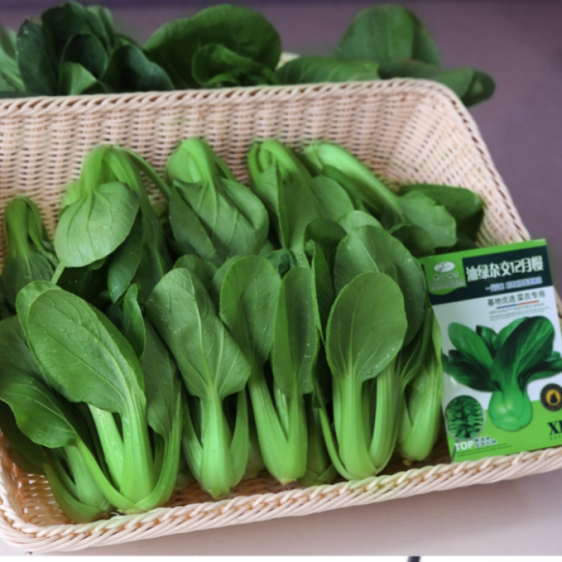 耐寒青菜种子油绿杂交12月慢青梗菜越冬耐抽苔四季上海青菜