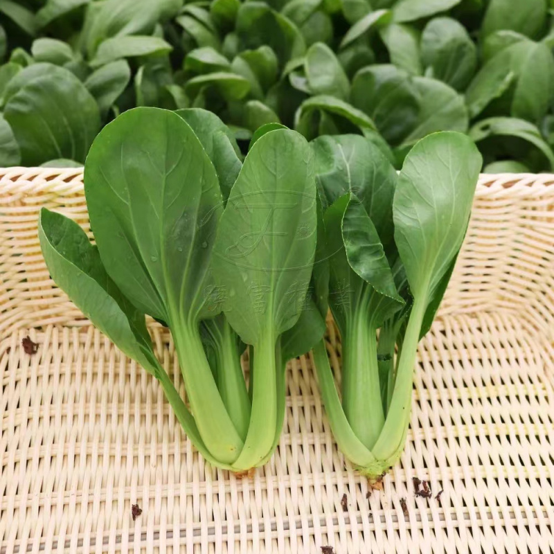 耐寒青菜种子油绿杂交12月慢青梗菜越冬耐抽苔四季上海青菜