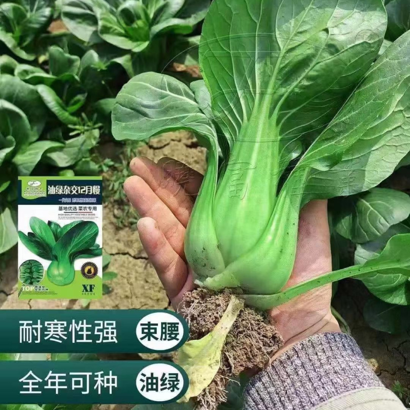 耐寒青菜种子油绿杂交12月慢青梗菜越冬耐抽苔四季上海青菜