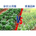 耐寒青菜种子油绿杂交12月慢青梗菜越冬耐抽苔四季上海青菜