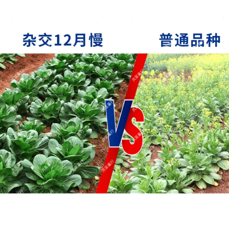 耐寒青菜种子油绿杂交12月慢青梗菜越冬耐抽苔四季上海青菜