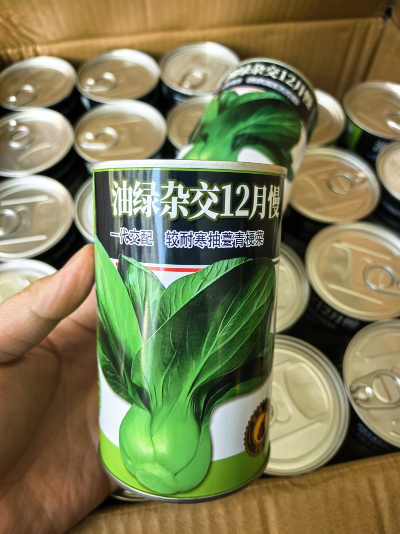 耐寒青菜种子油绿杂交12月慢青梗菜越冬耐抽苔四季上海青菜