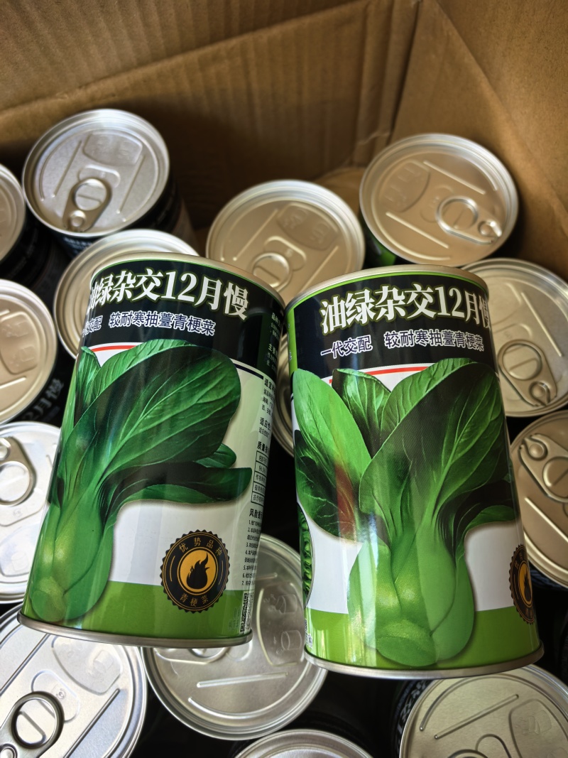 耐寒青菜种子油绿杂交12月慢青梗菜越冬耐抽苔四季上海青菜