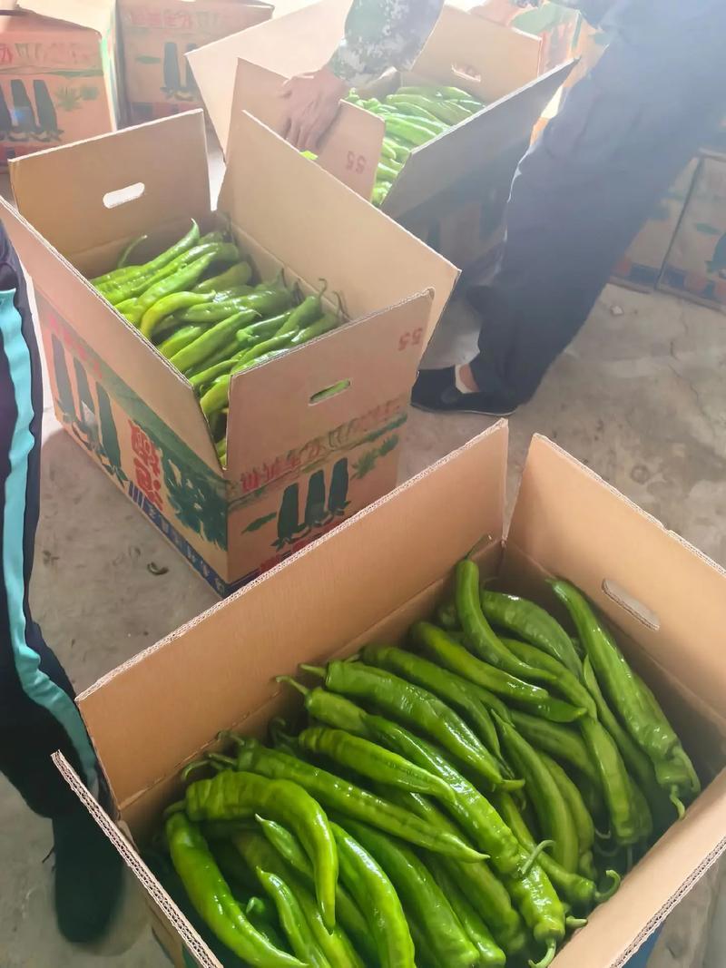 吉林黄皮尖椒丨鲜辣椒青椒一条龙服务量大从优全国发货
