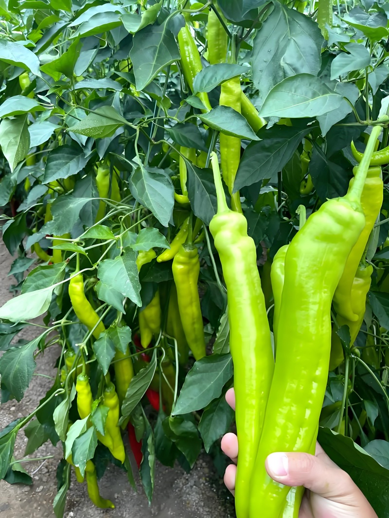 吉林黄皮尖椒丨鲜辣椒青椒一条龙服务量大从优全国发货