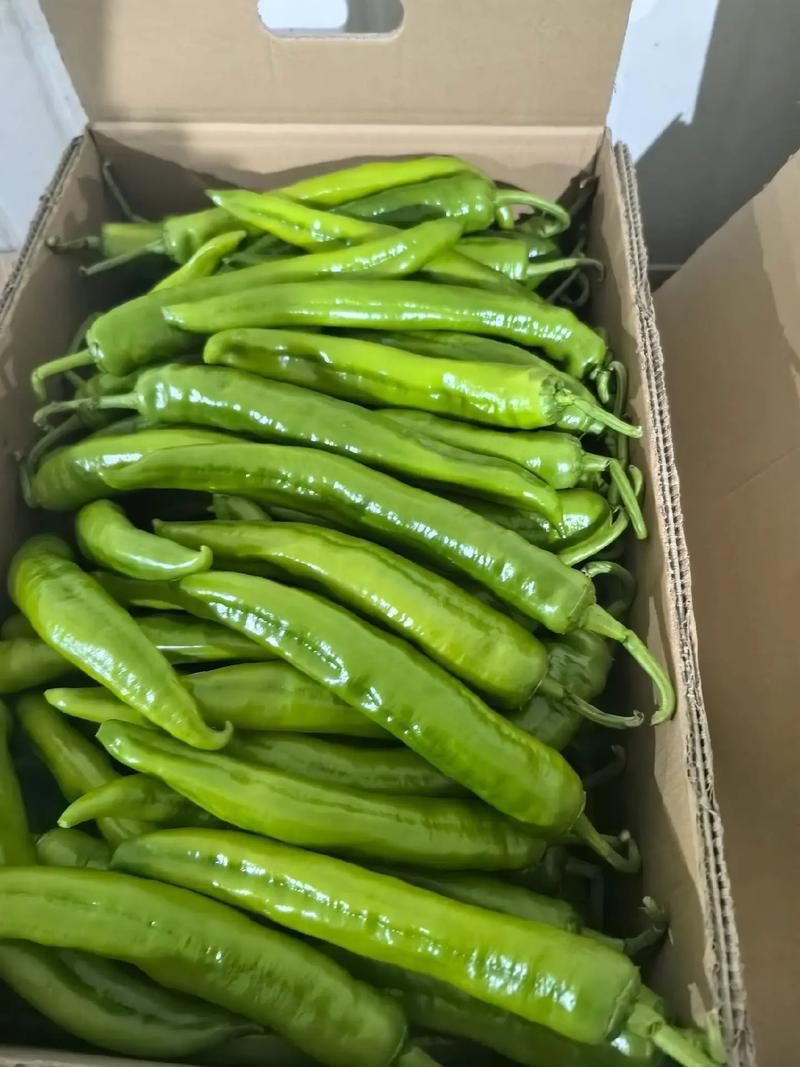 【精品黄皮尖椒】鲜辣椒吉林一手货源产地直供对接市场