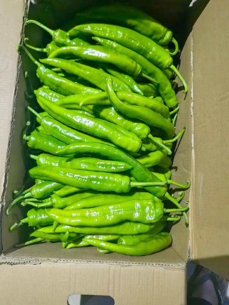 【精品黄皮尖椒】鲜辣椒吉林一手货源产地直供对接市场