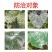 鑫星50%福美双蔬菜花卉白粉病霜霉病根腐病土壤消毒杀菌剂