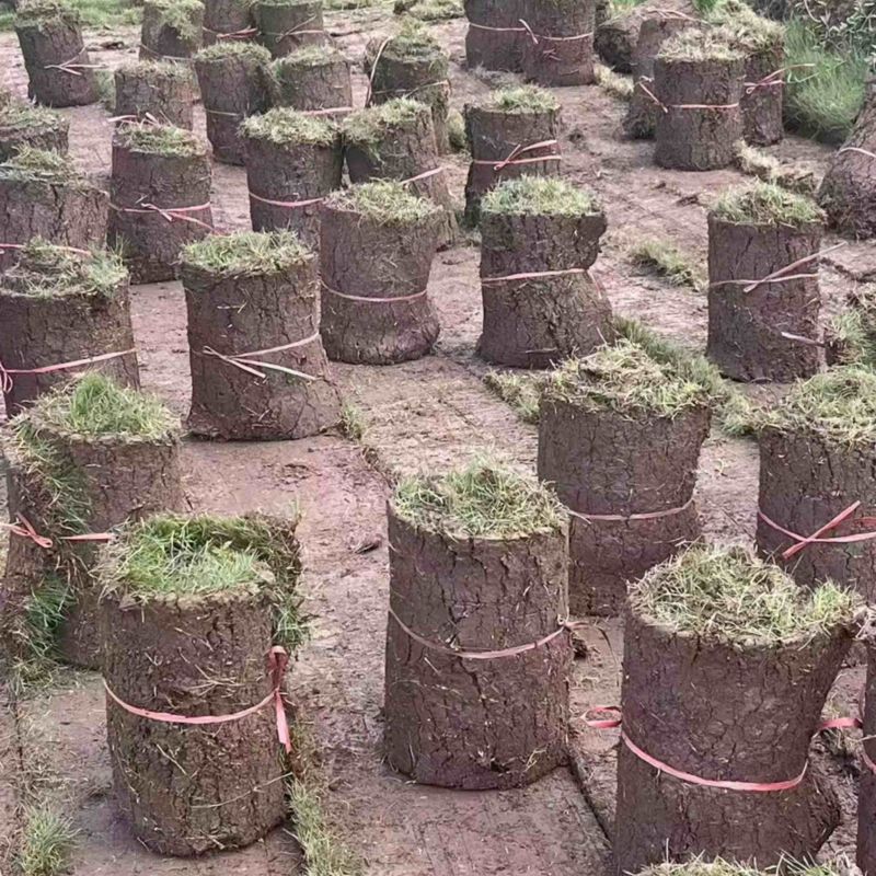 草坪