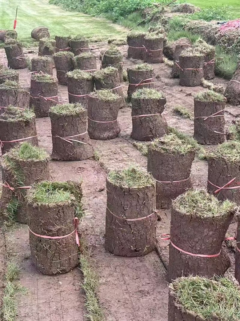 草坪