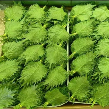 大叶紫苏青紫苏非东北品种