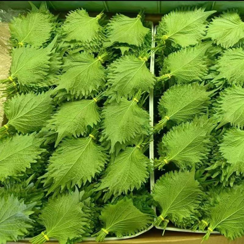 大叶紫苏青紫苏非东北品种