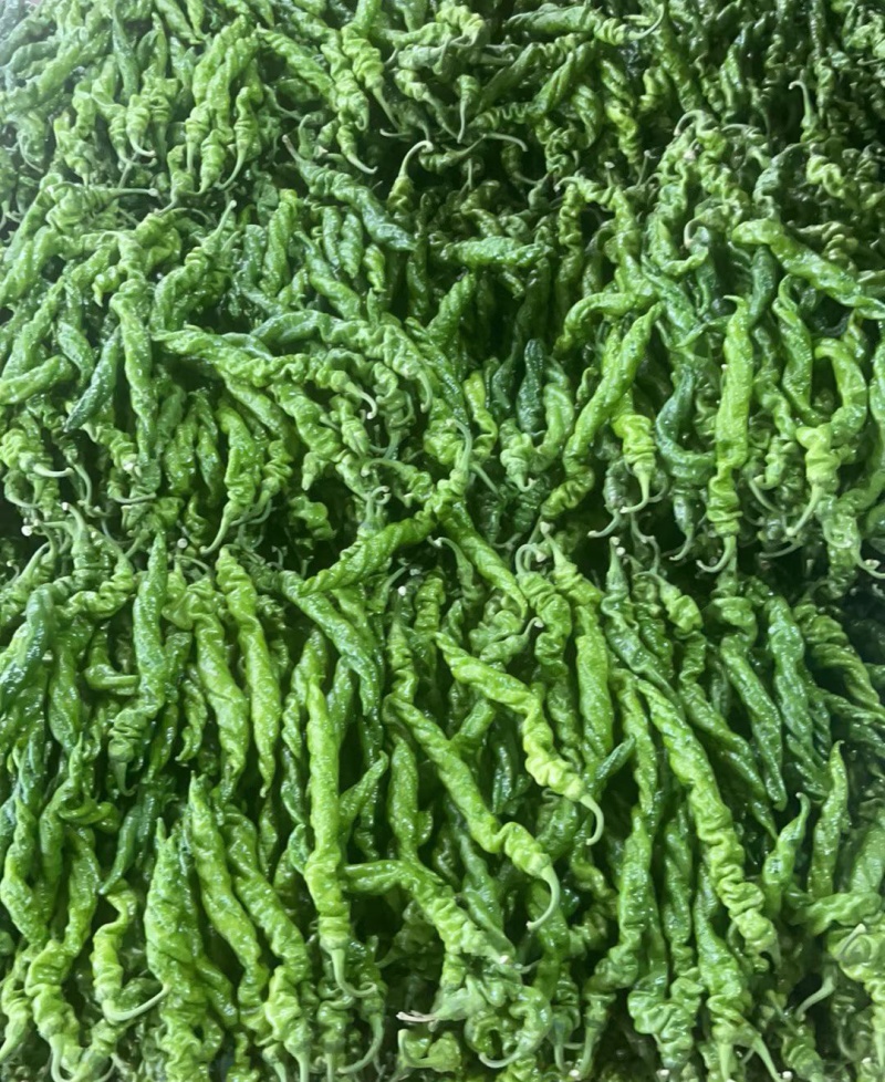 《螺丝椒》辽宁鲜辣椒/现货供应/价格便宜/全国发货一条龙