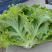 【散叶生菜】辽宁叶菜生菜/现货供应/品质保障/全国发货