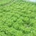 【散叶生菜】辽宁叶菜生菜/现货供应/品质保障/全国发货
