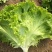 【散叶生菜】辽宁叶菜生菜/现货供应/品质保障/全国发货