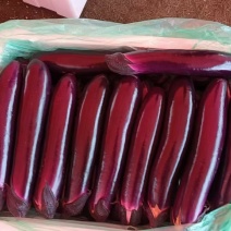 广东紫长茄原产地发货，货源充足，供应电商，市场，保质保量