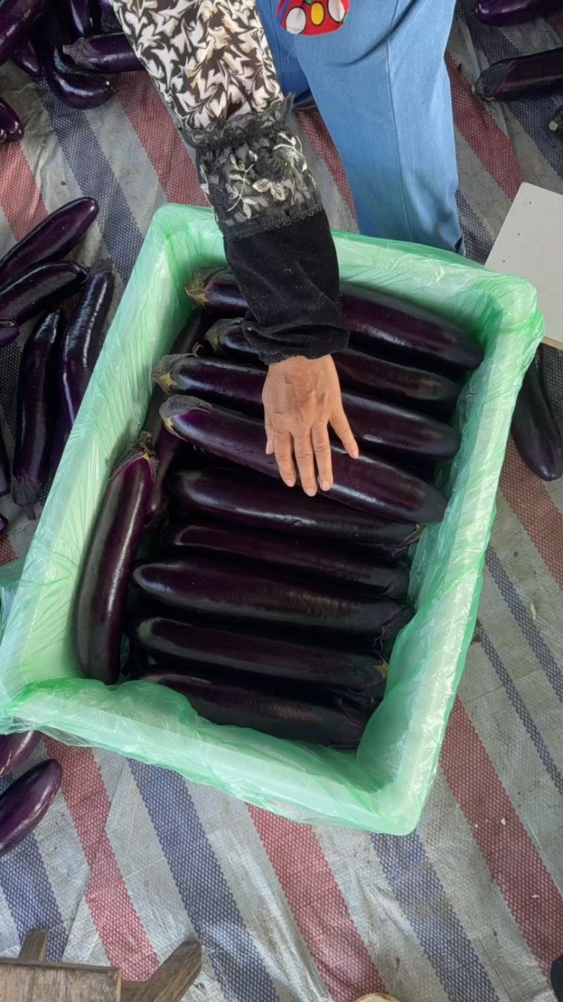 广东紫长茄原产地发货，货源充足，供应电商，市场，保质保量
