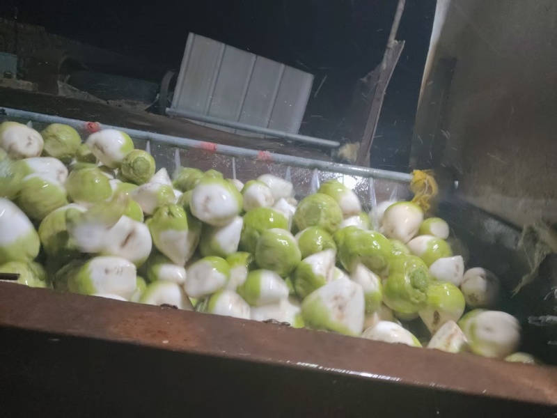 山西晋中水洗芥菜头大量有货，整车发货，视频看货欢迎致电