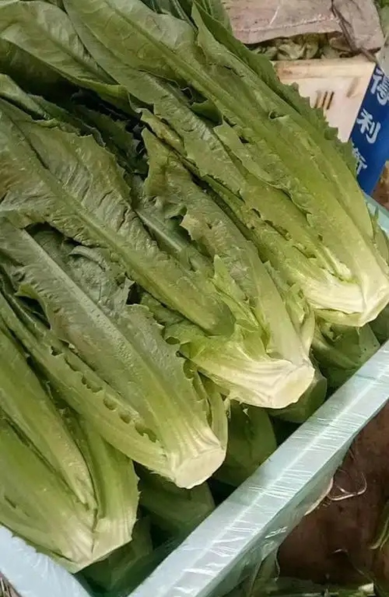 【油麦菜】辽宁叶菜/可打捆现场挑选视频看货/一条龙服务