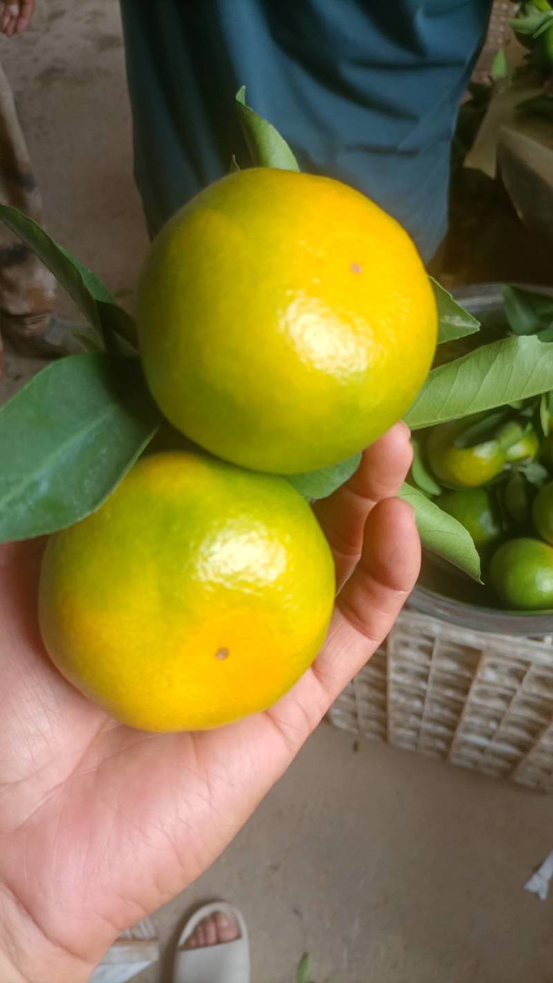 湖南永州蜜桔