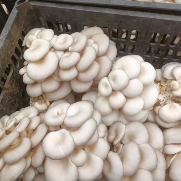 平菇
