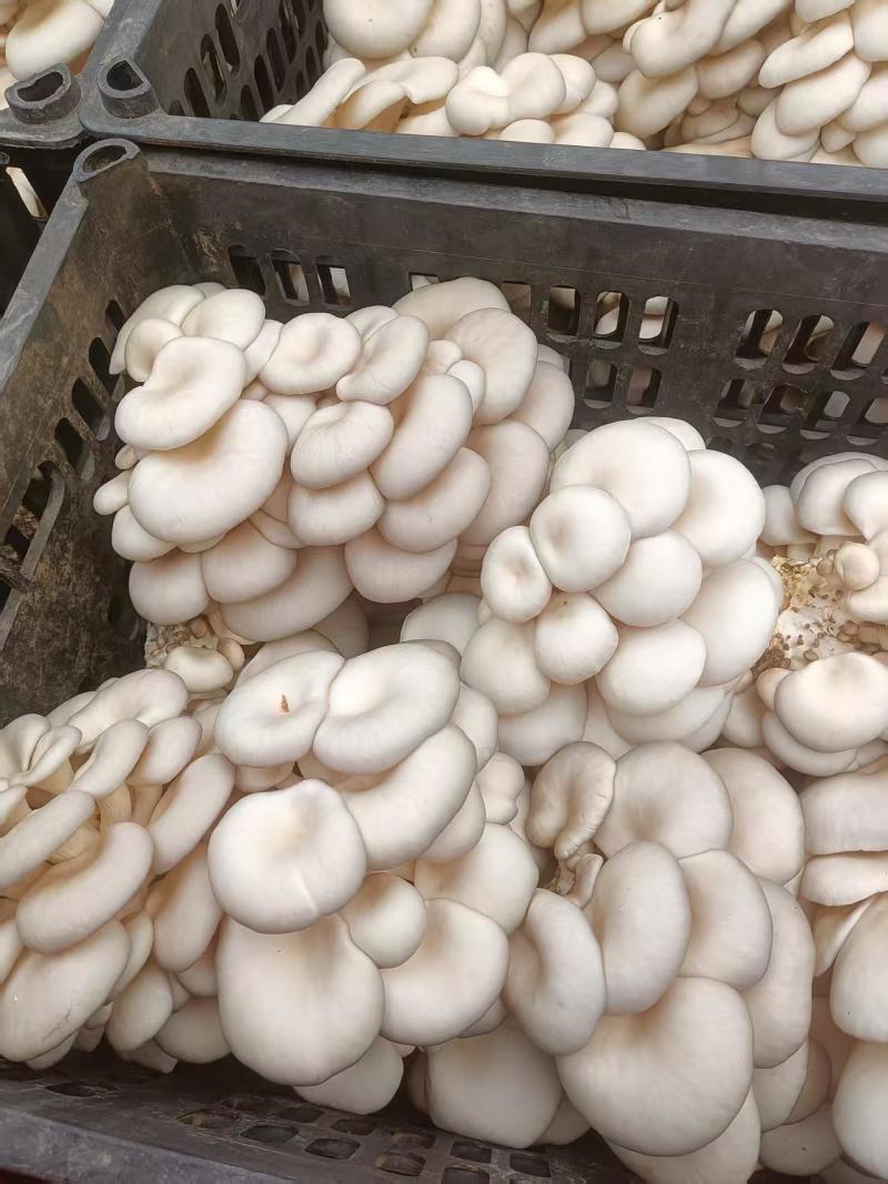 平菇