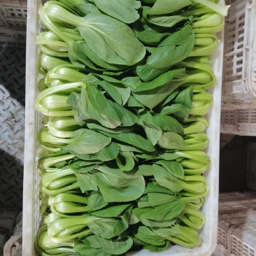 山东聊城蔬菜产地上海青大量供应